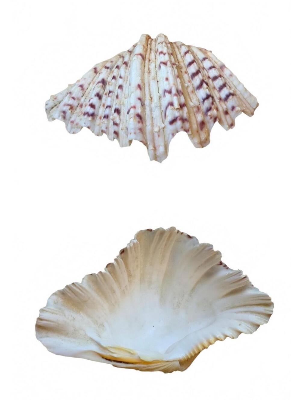 Vintage  Natural Bear Paw Clam Shell